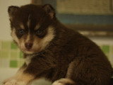 Réservation chiot Pomsky F3 mâle non LOF né en avril 2026