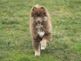 Réservation chiot Pomsky F3 mâle non LOF né en avril 2026