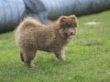 Réservation chiot Pomsky F3 mâle non LOF né en avril 2026