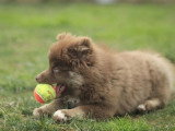 Réservation chiot Pomsky F3 mâle non LOF né en avril 2026