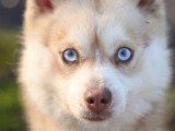 Réservation chiot Pomsky F3 mâle non LOF né en avril 2026