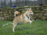 Réservation chiot Pomsky F3 mâle non LOF né en avril 2026