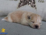 3 chiots Spitz Nain non LOF à réserver, nés en avril 2026