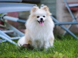 3 chiots Spitz Nain non LOF à réserver, nés en avril 2026