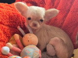 Chiot femelle Chihuahua de décembre 2025 chocolat dilué poils longs non LOF à vendre