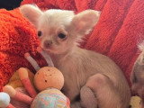 Chiot femelle Chihuahua de décembre 2025 chocolat dilué poils longs non LOF à vendre