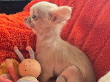 Chiot femelle Chihuahua de décembre 2025 chocolat dilué poils longs non LOF à vendre