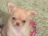 Chiot femelle Chihuahua de décembre 2025 chocolat dilué poils longs non LOF à vendre