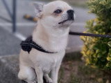Mâle Chihuahua disponible pour saillie