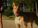 Siri, magnifique Podenco de 3 ans à adopter en association