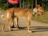 Siri, magnifique Podenco de 3 ans à adopter en association
