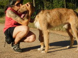 Siri, magnifique Podenco de 3 ans à adopter en association