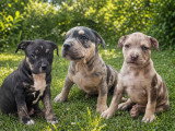 Chiots American Bully à vendre