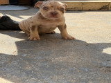 Chiots American Bully à vendre