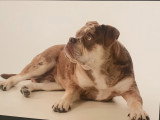 Mâle Buldldog Olde English disponible pour saillie