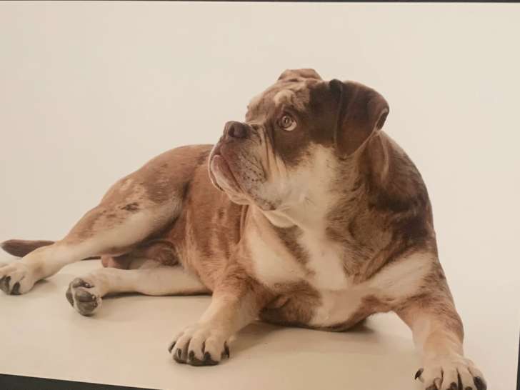 Mâle Buldldog Olde English disponible pour saillie
