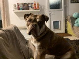Mâle Buldldog Olde English disponible pour saillie