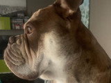 Mâle Buldldog Olde English disponible pour saillie