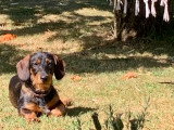 Femelle Teckel disponible pour saillie