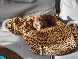 Mâle Chihuahua de couleur chocolat et blanc disponible pour saillie