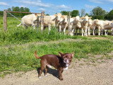 Mâle Chihuahua de couleur chocolat et blanc disponible pour saillie