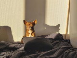 Mâle Chihuahua de couleur chocolat et blanc disponible pour saillie