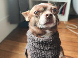 Mâle Chihuahua de couleur chocolat et blanc disponible pour saillie
