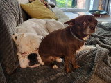 Mâle Chihuahua de couleur chocolat et blanc disponible pour saillie