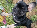 Chiot femelle Bouledogue Français black and tan non LOF de février 2026 à vendre