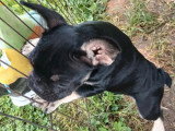 Chiot femelle Bouledogue Français black and tan non LOF de février 2026 à vendre