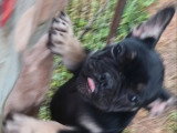 Chiot femelle Bouledogue Français black and tan non LOF de février 2026 à vendre