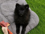 Vente de 2 chiots Spitz nains non LOF nés en janvier 2026