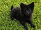 Vente de 2 chiots Spitz nains non LOF nés en janvier 2026