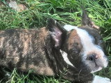 Chiot Bouledogue Français né en janvier 2026 mâle black merle non LOF à vendre