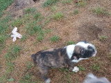 Chiot Bouledogue Français né en janvier 2026 mâle black merle non LOF à vendre