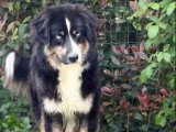 Chienne Berger Australien de février 2024 non LOF à vendre
