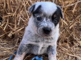 Chiots Bouvier Australien LOSH à vendre