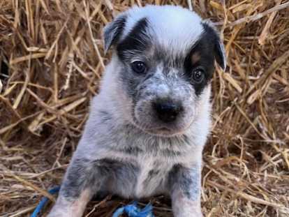 Chiots Bouvier Australien LOSH à vendre