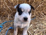Chiots Bouvier Australien LOSH à vendre