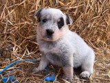 Chiots Bouvier Australien LOSH à vendre
