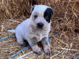 Chiots Bouvier Australien LOSH à vendre