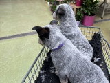 Chiots Bouvier Australien LOSH à vendre