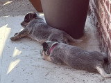 Chiots Bouvier Australien LOSH à vendre