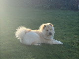 Recherche femelle Chow Chow pour saillie