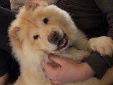 Recherche femelle Chow Chow pour saillie