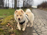 Recherche femelle Chow Chow pour saillie