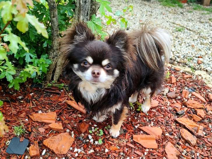 Mâle Chihuahua disponible pour saillie
