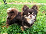 Mâle Chihuahua disponible pour saillie