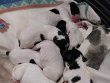 Chiots Pointer mâles LOF à vendre