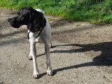 Chiots Pointer mâles LOF à vendre